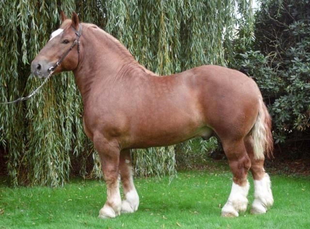 Percheron Horses